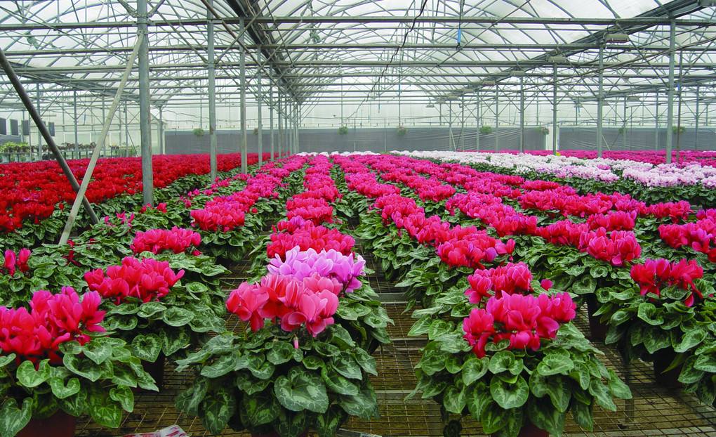 溫室花草的通常拾掇,青島庭院設(shè)計(jì) 溫室花草的通常拾掇,青島庭院設(shè)計(jì)