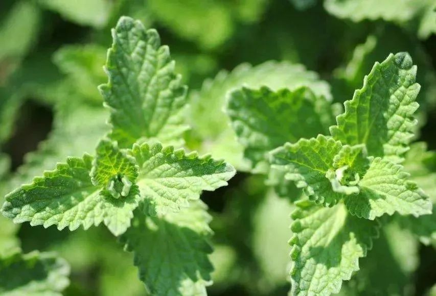 你可曾聽說過“香草花園”，家里瞬間變身為超高級(jí)的米其林氛圍