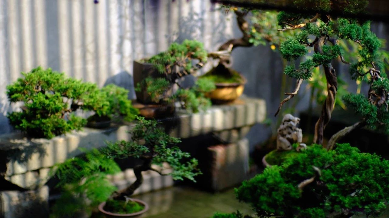 一個小院，收拾好了，便可安吾生之愿~